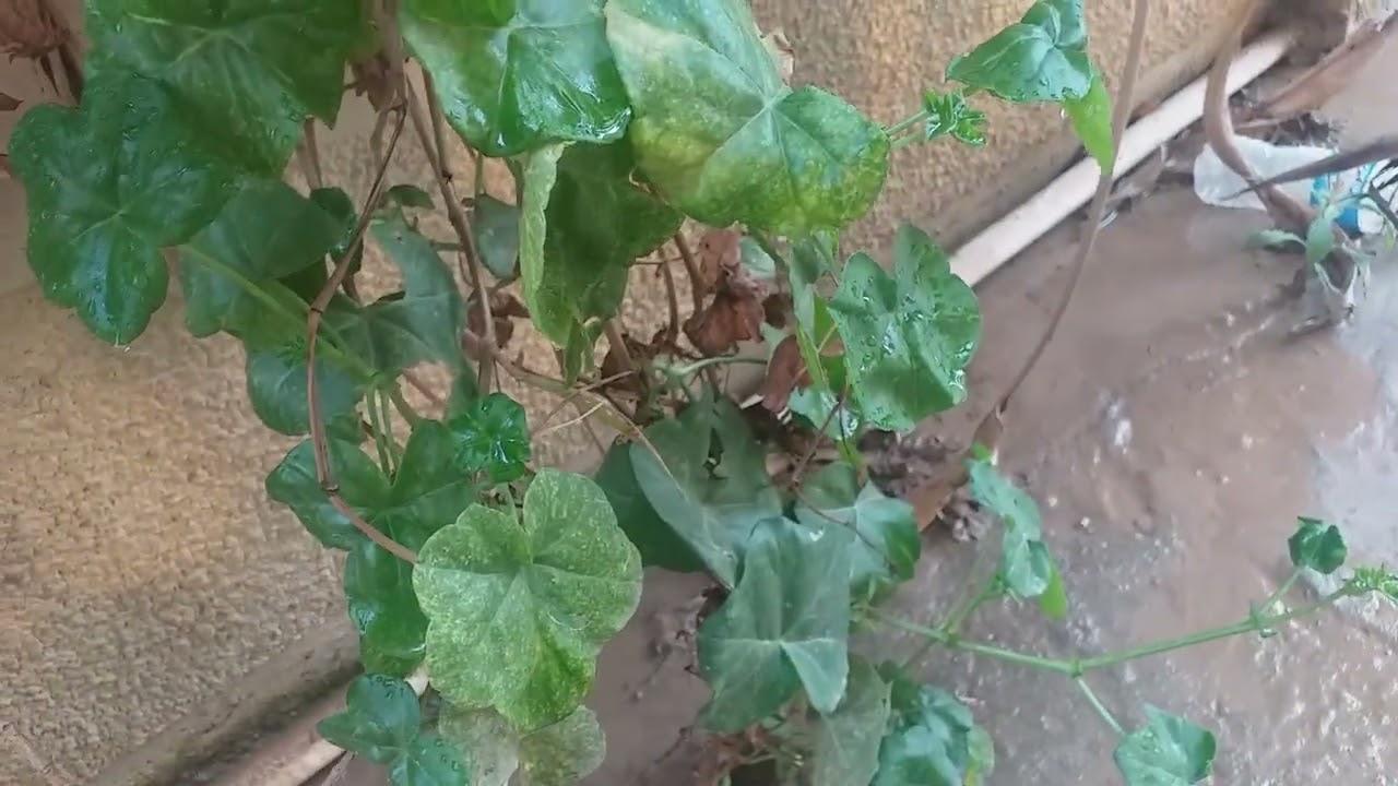 زراعة نبات الخديوج في الجزائر جزء الاول 