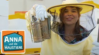 Biene | Information für Kinder | Anna und die Haustiere by Wilde Tierwelt 28,280 views 13 days ago 14 minutes, 25 seconds