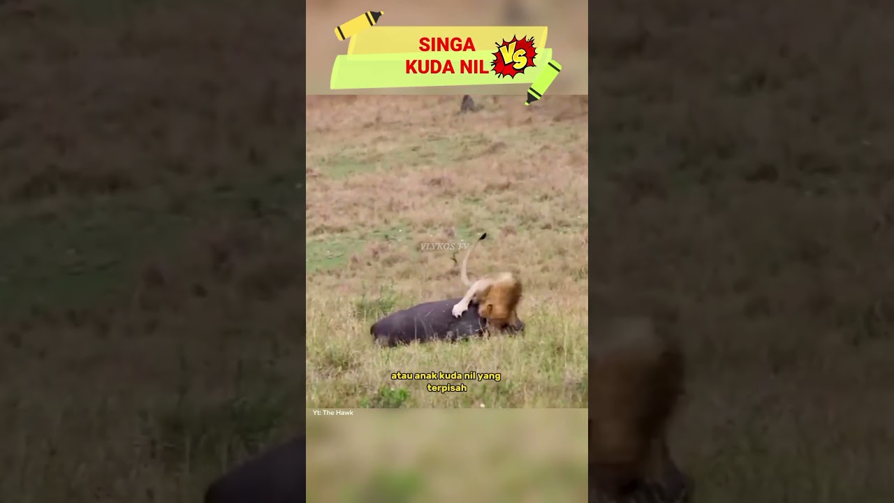 Singa vs Kuda nil | Hewan Terbesar Yang Mampu Mengalahkan Singa | animals 