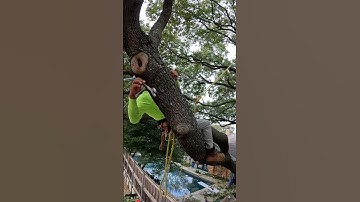 Preventing a Tree Split with Expert Cabling! #treework #treecare #arboriculture #arborist #treecable
