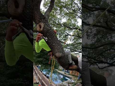 Preventing a Tree