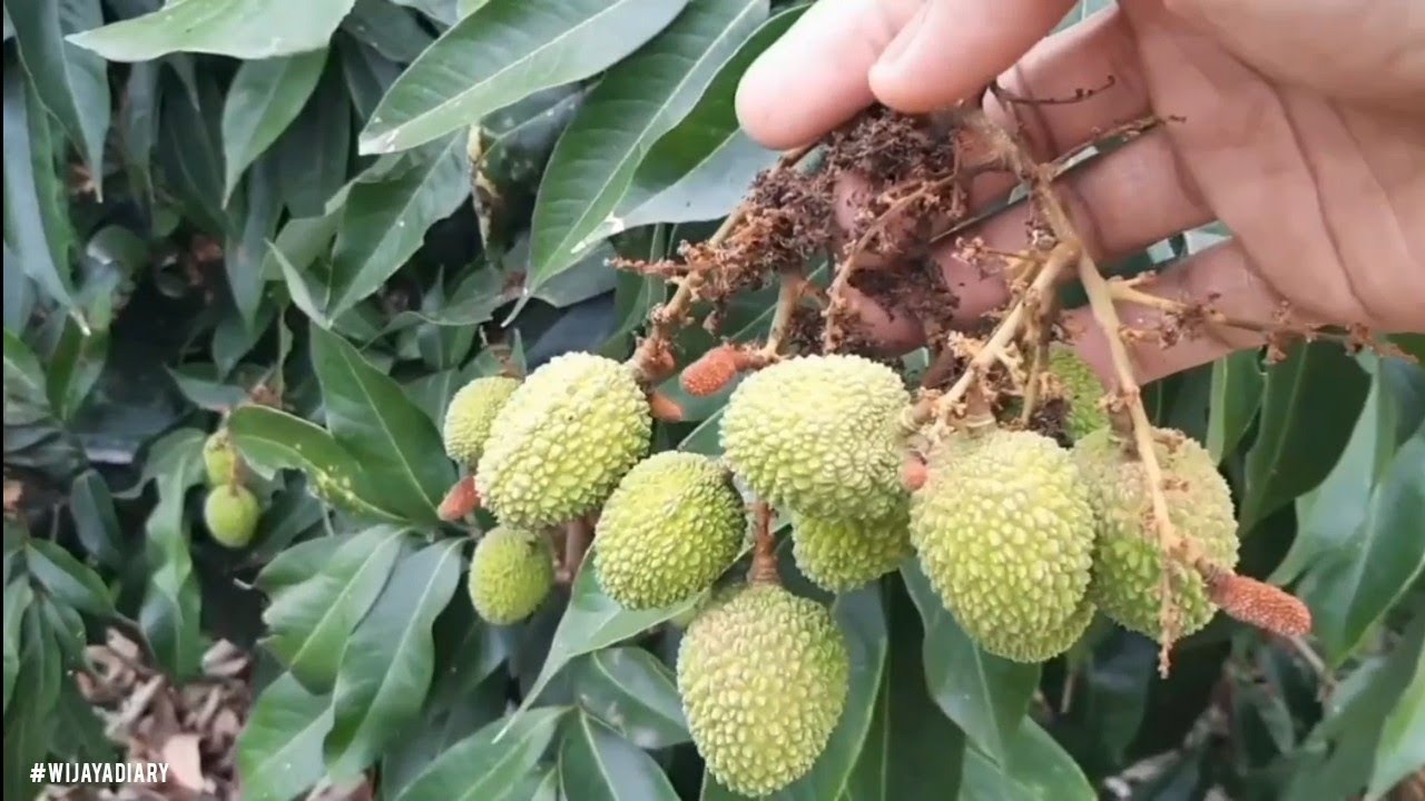 Episode 249 Leci Madu Hijau