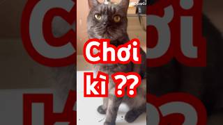 Chơi zì kì cục zậy??? #cutepets #pets #chomeo #chomeodethuong #chomeohaihuoc #shorts