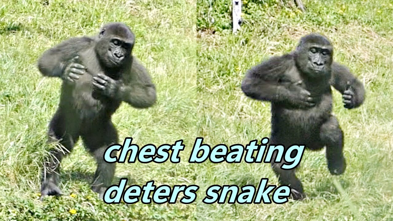Gorilla Ringo used chest beating to deter snake. /小Ringo用擊胸方式威嚇蛇