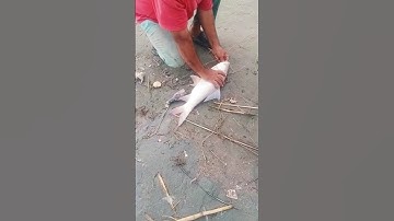 🤩woow big fish catching video. #bigfish #fish #catching #fishing #cliptubepk #youtubeshorts