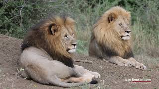 Big Male Lions restingBiggest Lions in Africa