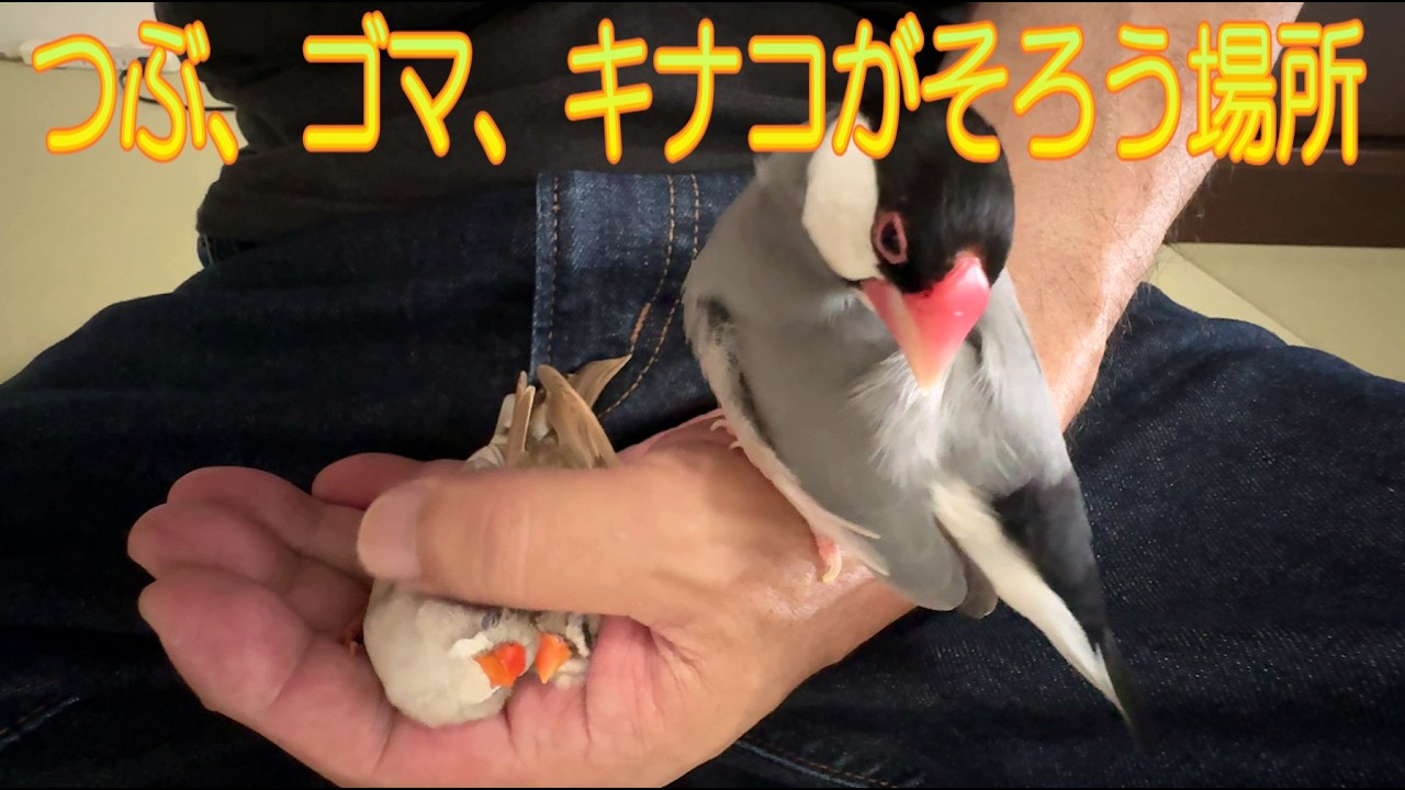 2026.7.7掌に集まる文鳥とキンカチョウ姉妹 Java Sparrow and Zebra