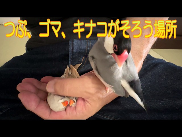 2026.7.7掌に集まる文鳥とキンカチョウ姉妹 Java Sparrow and Zebra