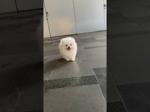 Mini pom super