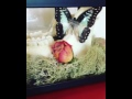Deaths Head Moth, Blue Jay Butterfly, Sheep Jaw Curio Case (taxidermy entemology)
