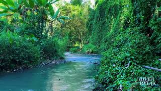 Can't Sleep Tonight? 😴 | River Sounds – Flowing Stream to Unwind, Focus, and Sleep Calmly All Night