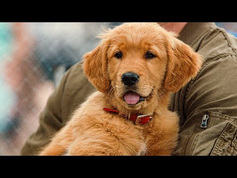 THE ART OF RACING IN THE RAIN Trailer (2019)
