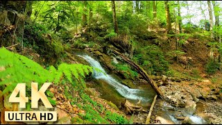 4K UHD - Singing Green Forest and Birds | River Stream | Meditate, Study, Relax, Sleep, Nature