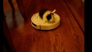 Cute Bunny Rides A Roomba screenshot 3
