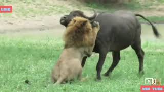 Amazing Wild Animals Attacks - Wild Animal Fights Caught On Camera | Wild Animals Ultimate Fights