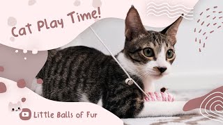 Cute Cat Video | Playtime with Oreo | Little Balls of Fur