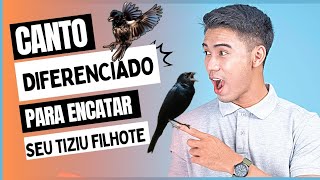 CANTO DIFERENCIADO PARA ENCARTAR TIZIU FILHOTE L - TIZIU ABENÇOADO