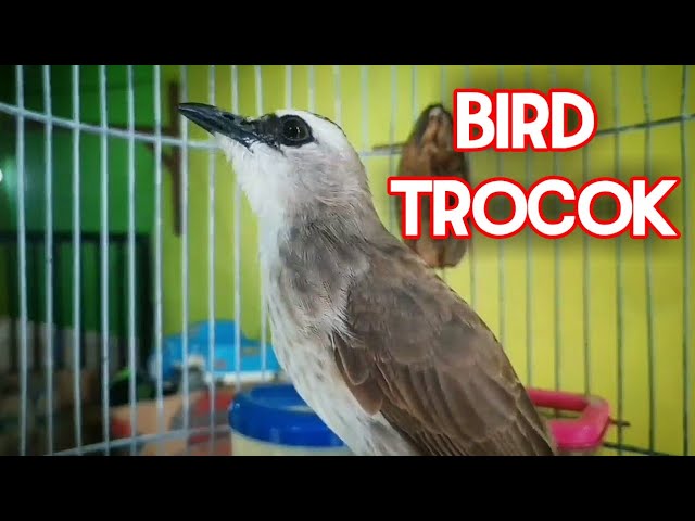 BIRD MASTER TRUCUKAN-GACOR DOR class=