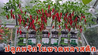 ปลูกพริกกินเองในขวดพลาสติก ออกดอกติดผลดี ดก งามเวอร์ ปลูกพริกในที่จำกัด 🌶️🌶️🌶️ (29 Aug. 23)