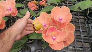 видео: Эксклюзив от ОрхоРая! Скоро в продаже ! картинка: Эксклюзив от ОрхоРая! Скоро в продаже !