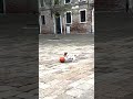 WATCH: Cute dog shows off impressive ball handling skills #shorts