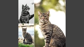Background for Morning Cat Food