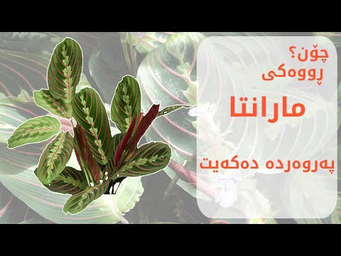 چۆن ڕووەکی مارانتا پەروەردە دەکەیت      