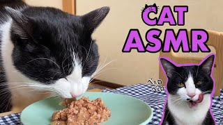 ASMRThe sound of cats eating wet food & grooming #192