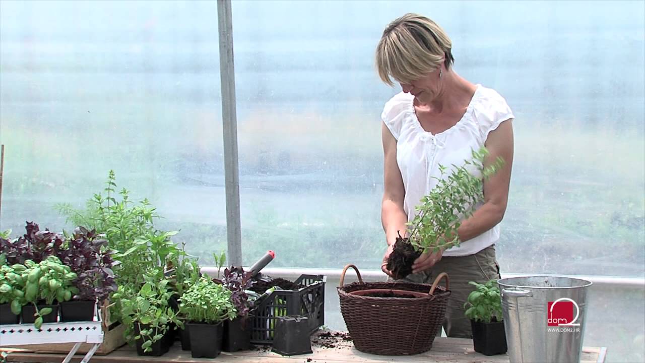 Sami uzgojite svoje začine