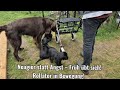 „Was ist das denn?! 🤔“👉 Unsere Welpen treffen zum ersten Mal auf einen Rollator in Bewegung!