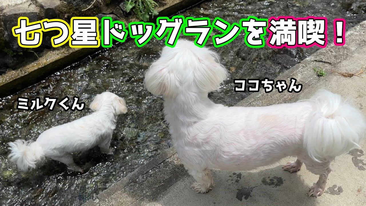 七つ星ドックランを満喫！★ココちゃん・ミルクくん★　#ドッグラン #ふれあい #プール #小川 #カフェ #食事 #子犬 #puppy #マルチーズ #maltese #犬 #dog