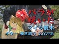 バラが咲いた / マイク眞木 ( ギター 弾き語り Cover )