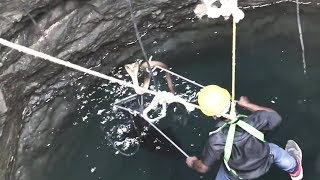 Snake Catcher Risks Life to Save Cobra Stuck Down Well