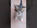 Gattino Che Miagola Gattino Che Miagola