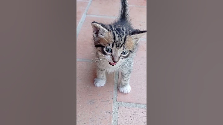 Gattino che miagola