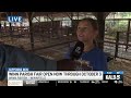 Pig showing contest at the Winn Parish Fair