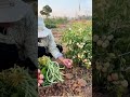 Fresh Vegetable Harvesting from the Farm