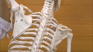 フィル・理学療法用骨格モデル，吊り下げ型スタンド仕様：動画