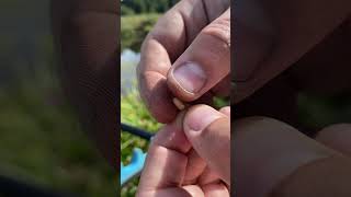 Как насаживать опарыша? #fishing #рыбалка