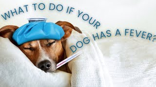 What to Do If Your Dog Has a Fever?