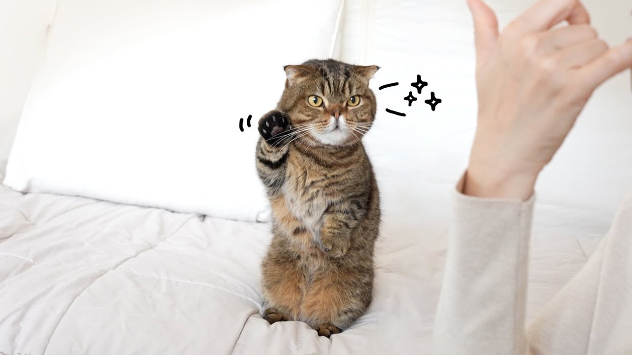 도저히 이해할 수 없는 루루의 고양이 관계