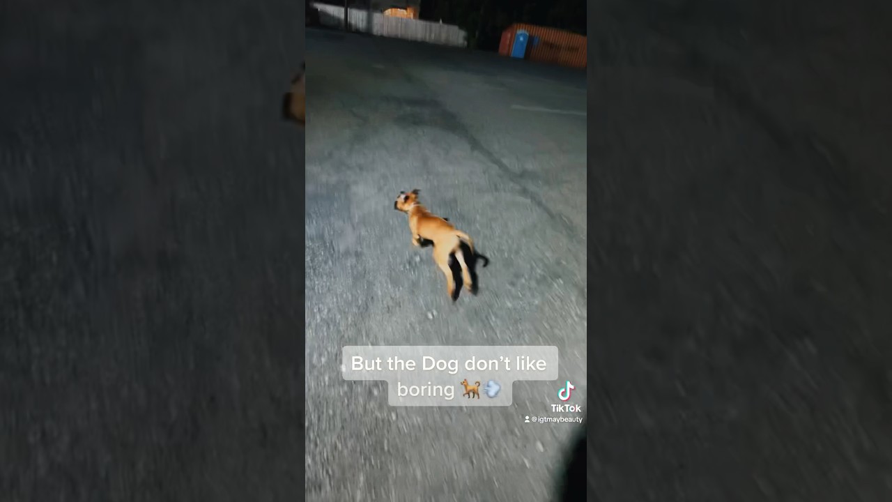 Late night zoomies. 😅🥰 dog funny zooming YouTube