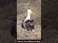 “The Bird That Flies for Years Without Landing”