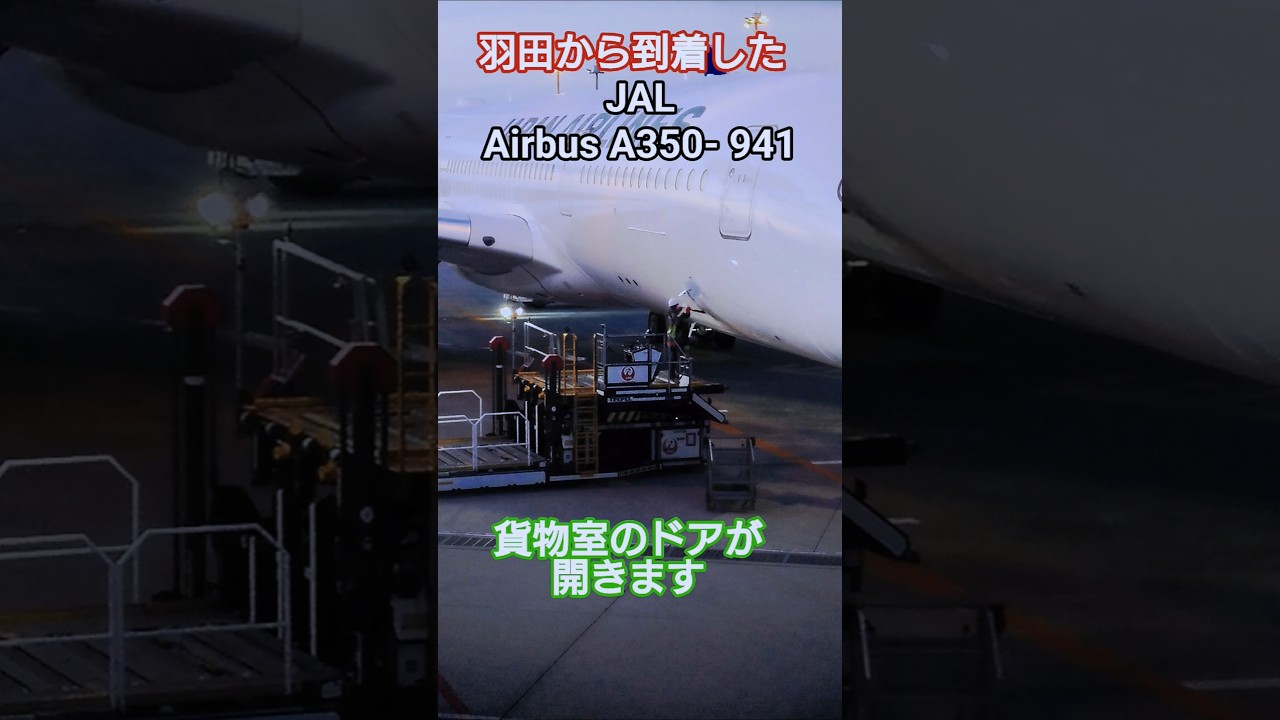 【ショートグラハン動画】🥭羽田から到着したJAL Airbus A350-941の貨物室のドアが開きます！いつもグランドハンドリングありがとうございます！#shorts