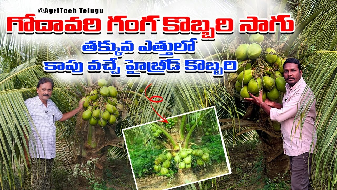 గోదావరి గంగ కొబ్బరి సాగు | Godavari Ganga Hybrid Coconut Farming | AgriTech Telugu