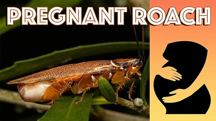 What does a pregnant roach look like? (2023)