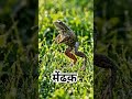 “Common Frog 🐸 | Amazing Life Cycle &amp; Facts in 30 Seconds