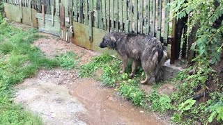 Abandoned Dog Was Waiting In The Rain For Her Owner To Come Back