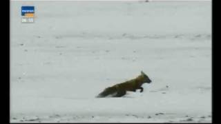 Hunting A Fox And A Wolf With A Den Eagle Kazakhstan Langgerman