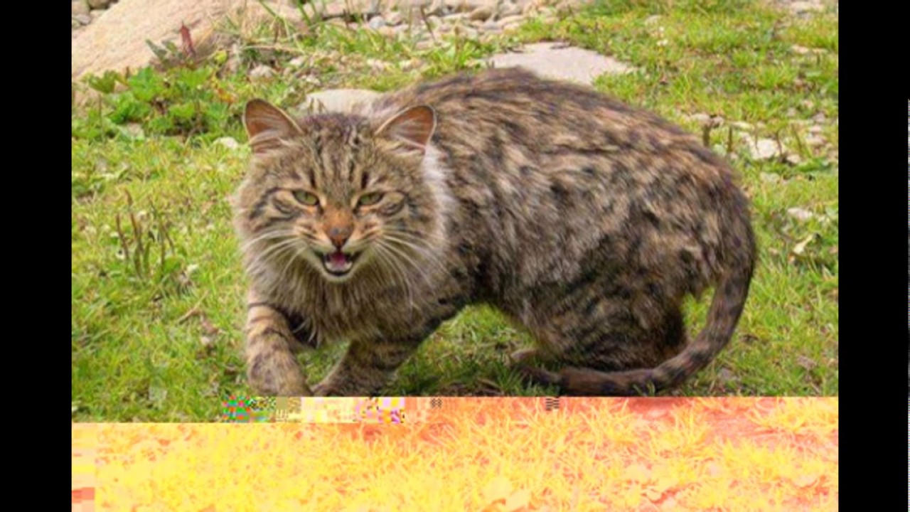 Моя жизнь в мире зверей 176. Лесной кот с человеком. Кот обормот фото. Злой Лесной кот. Дикие Лесные коты вояки.